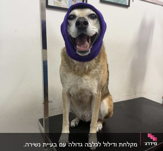 כלב על שולחן טיפוח עם כיסוי ראש סגול